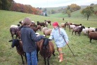 /album/schafpaten/feuersalamander-schaferin-2-small-jpg/